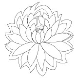 lotus flower 001